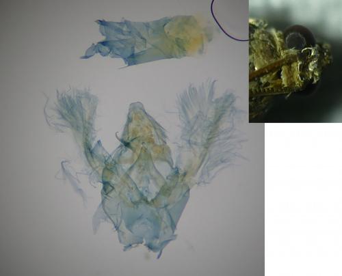 Acrobasis fallouella